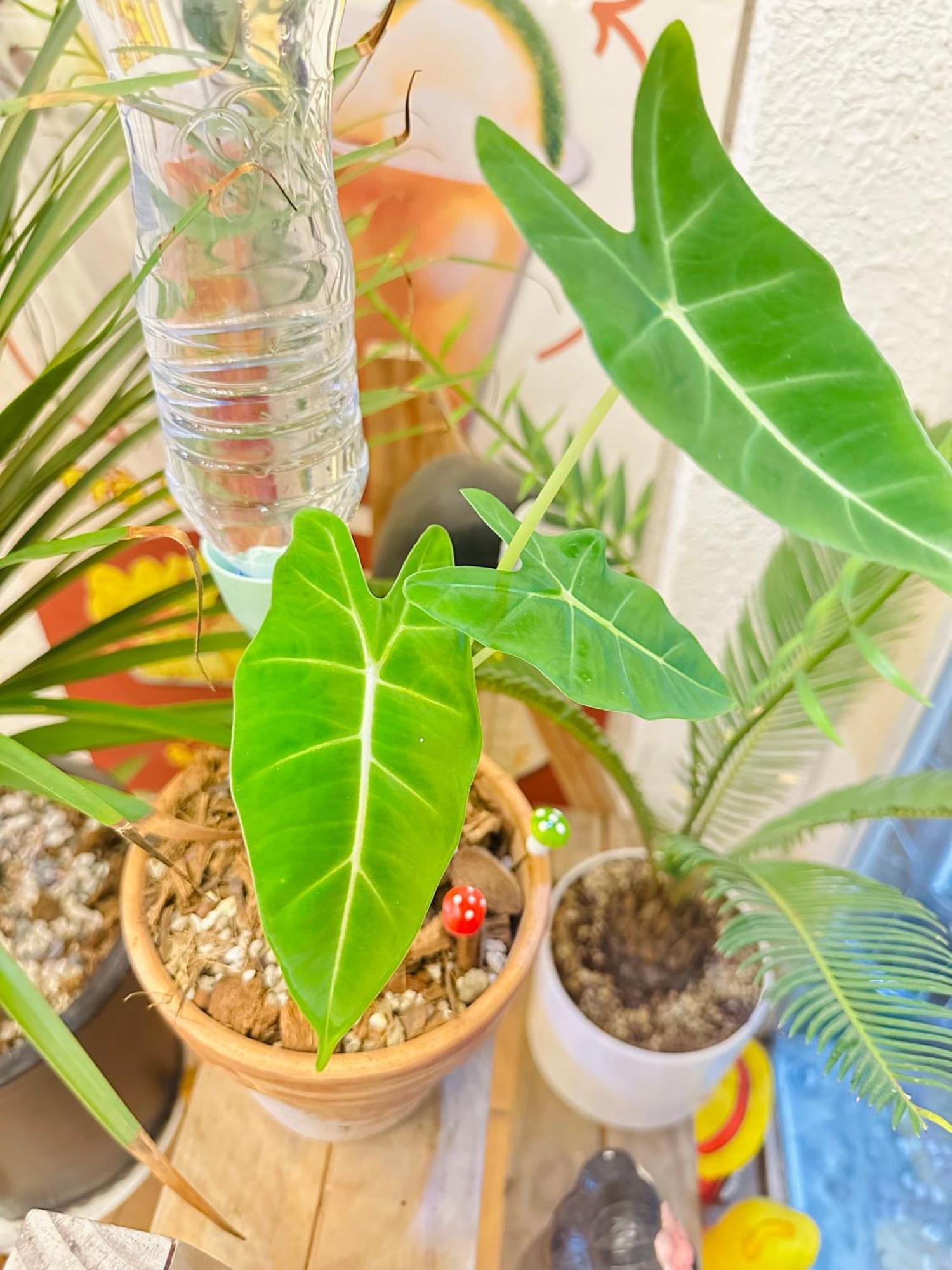 Hostel Little Garden *